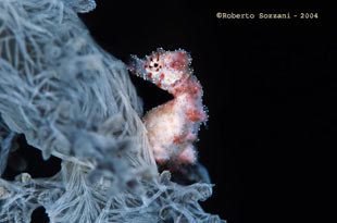 Hyppocampus waleananus Cavalluccio marino Hyppocampus waleananus