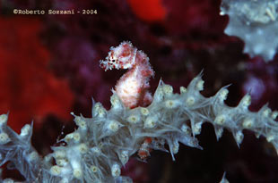 Hyppocampus waleananus Cavalluccio marino Hyppocampus waleananus