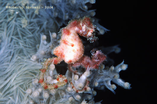 Hyppocampus waleananus Cavalluccio marino Hyppocampus waleananus