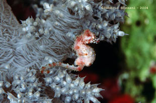 Cavalluccio marino Hyppocampus waleananus