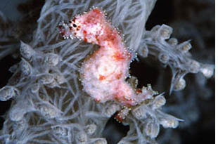 Cavalluccio marino Hyppocampus waleananus