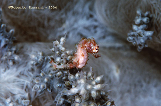 Hyppocampus waleananus Cavalluccio marino Hyppocampus waleananus