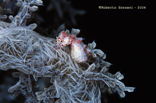 Hyppocampus waleananus Cavalluccio marino Hyppocampus waleananus