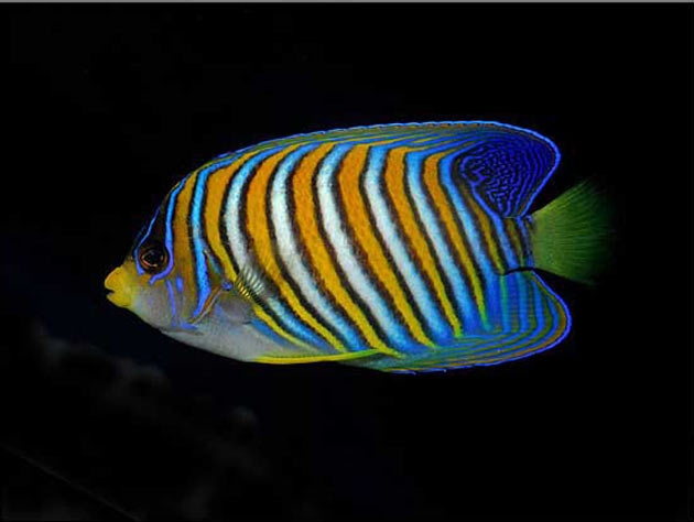Pesce marino Pygoplites diacanthus