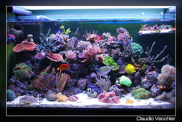 L'acquario di Claudio Vecchier