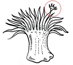 anemoni riproduzione