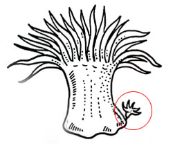 anemoni riproduzione