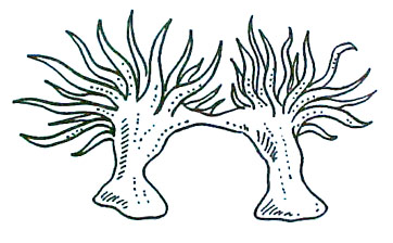 anemoni riproduzione