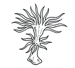 anemoni riproduzione