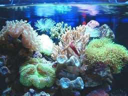 L'acquario di Alessandro Volontè L'acquario di Alessandro Volontè