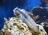 Pesce marino Salarias fasciatus