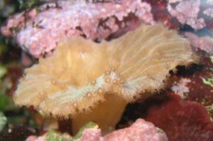 invertebrati nei nanoreef