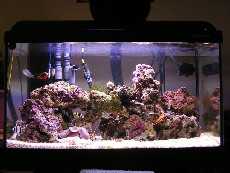 L'acquario di Andrea Spotorno