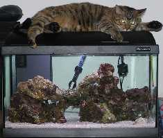 L'acquario di Andrea Spotorno