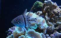 Pesce marino Apogon sp