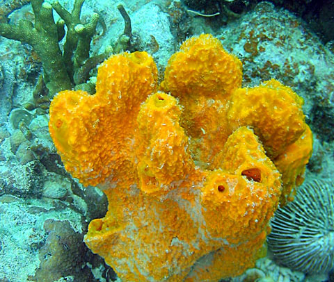 poriferi poriferi