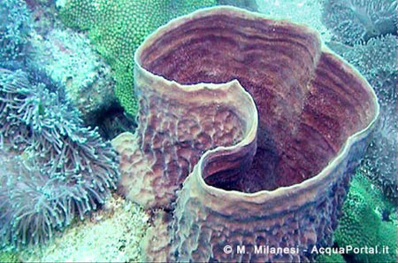 poriferi poriferi