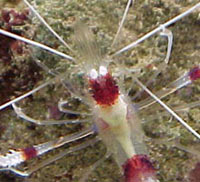 gamberetti Stenopus
