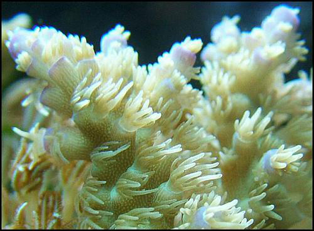 FAQ invertebrati marini Acropora tenuis