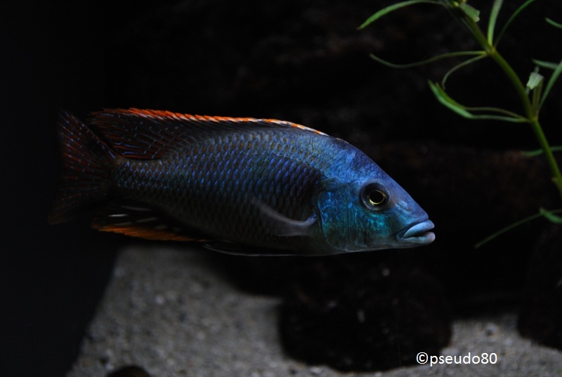 Otopharynx Tetrastigma