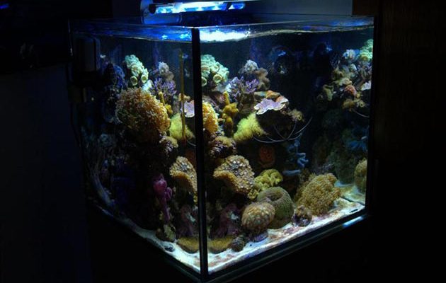 L'acquario di Giuseppe Iapoce