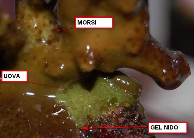 turbellarie dettagli turbellarie dettagli