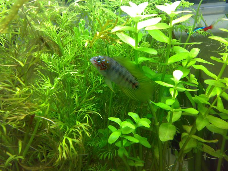 Apistogramma borellii