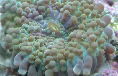 corallimorfari ricordea