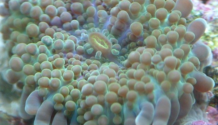 corallimorfari ricordea