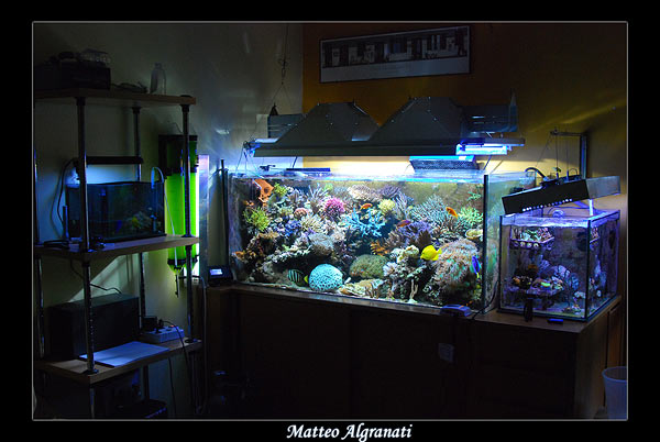 L'acquario di Matteo Algranati