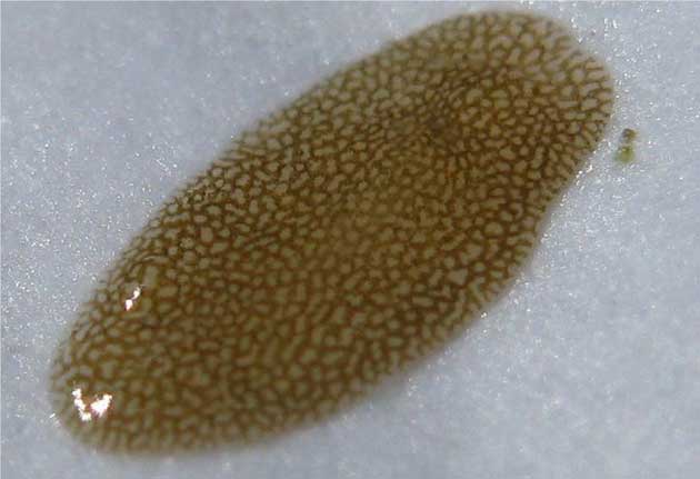 turbellarie ingrandimento turbellarie ingrandimento