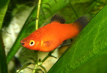 Xiphophorus maculatus