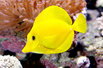 Pesce marino Zebrasoma flavescens