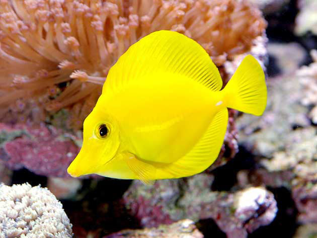 Pesce marino Zebrasoma Flavescens