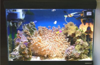 acquario di Luigi Ingenito