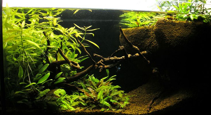 Un paludario in fiore