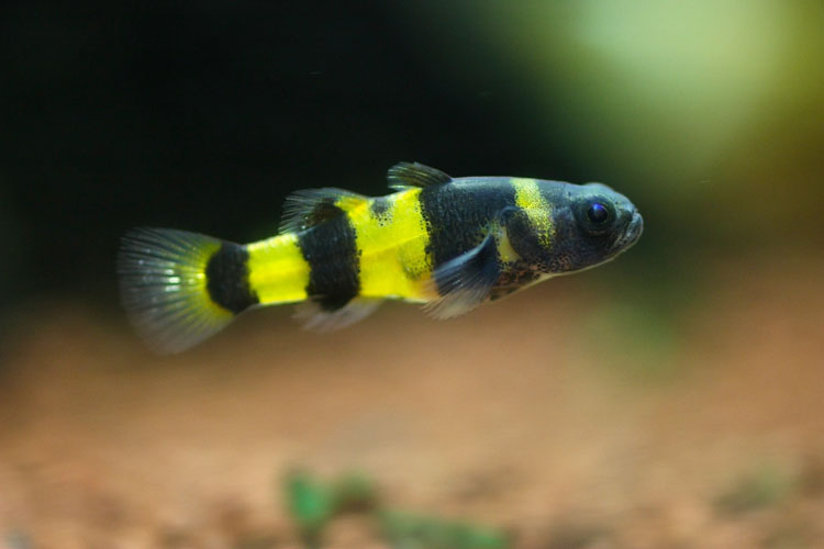 Brachygobius doriae