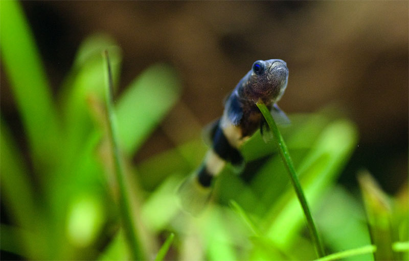 Brachygobius doriae