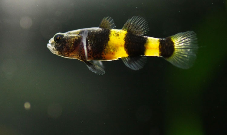 Brachygobius doriae