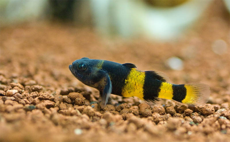 Brachygobius doriae