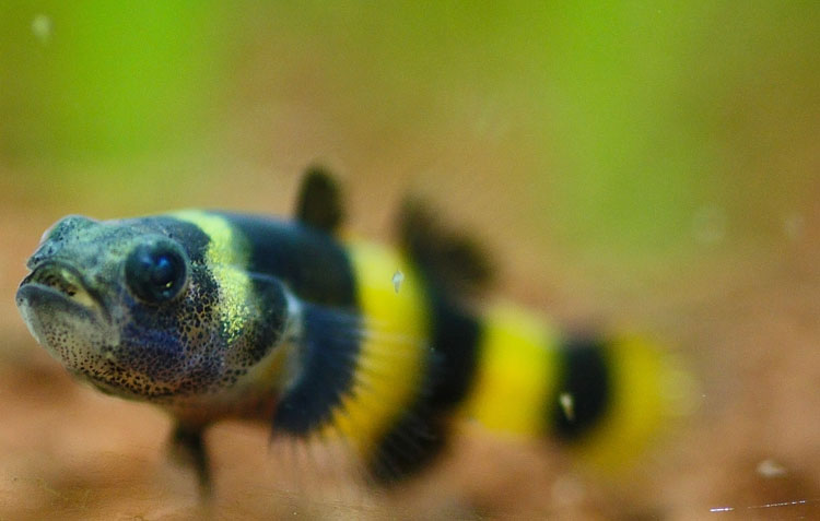 Brachygobius doriae