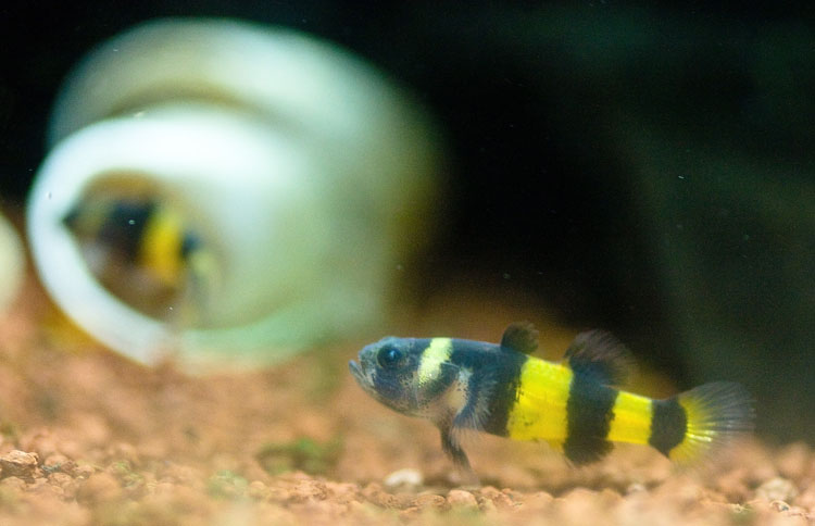 Brachygobius doriae