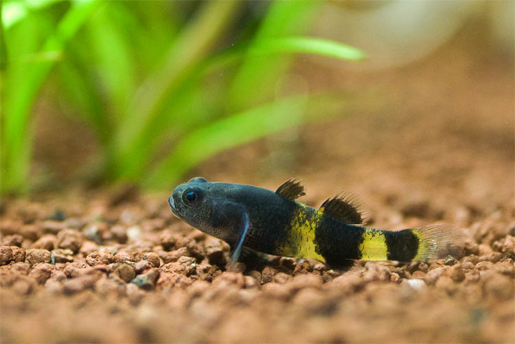 Brachygobius doriae