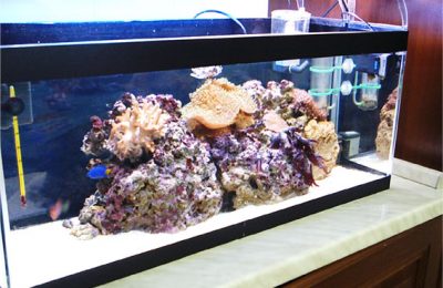 acquario di Tonino Corso