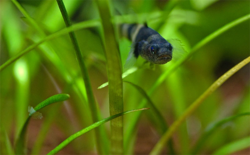 Brachygobius doriae