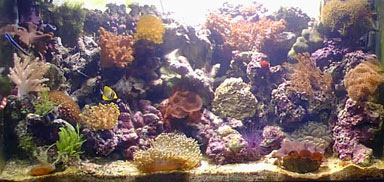 acquario di Angelo Castiello