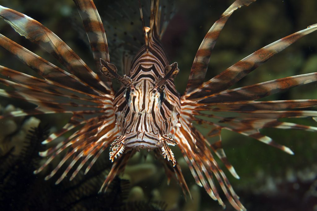 pterois