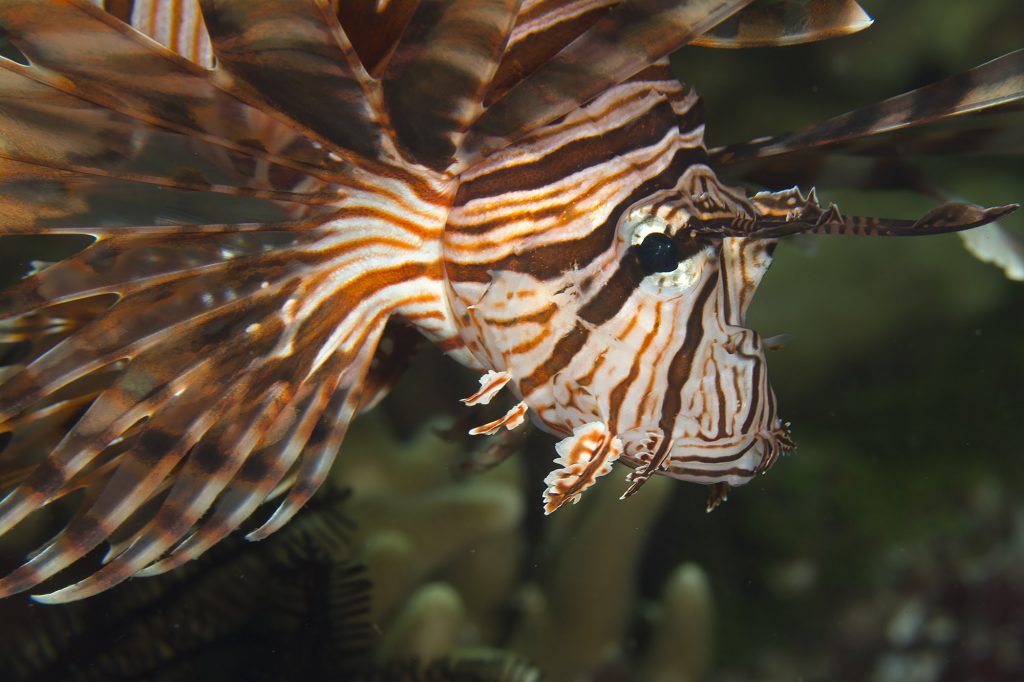 pterois