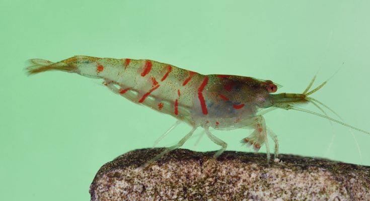 Tigri in acquario Red tiger