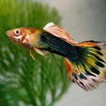 Concorso Europeo del Guppy